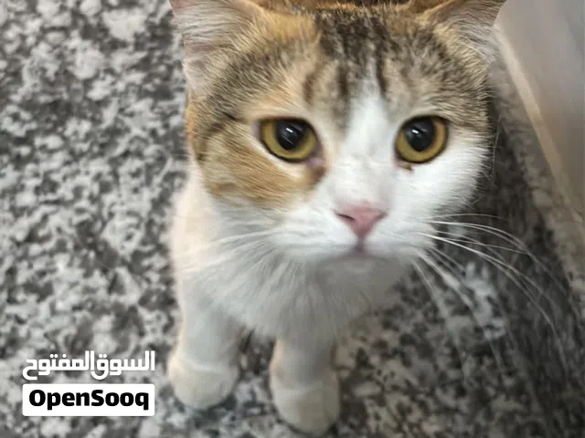 قطوه للتبني