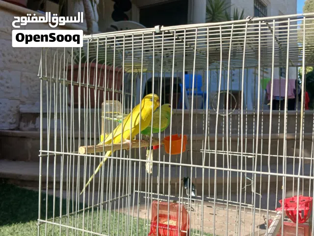 السلام عليكم جوز حب تركيب جديد للبيع يا للبدل على حبة كوكتيل في عمان