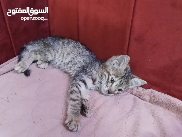 قط للتبني وليس للبيع