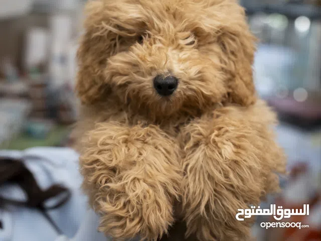كلب منزلي مميز تربيه منزليه بسعر مغري
