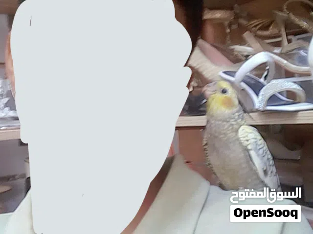 كوكتيل مروض تباركة الرحمان