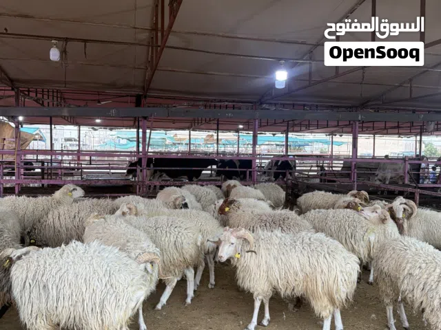 جميع انواع الغنام و الأضاحي