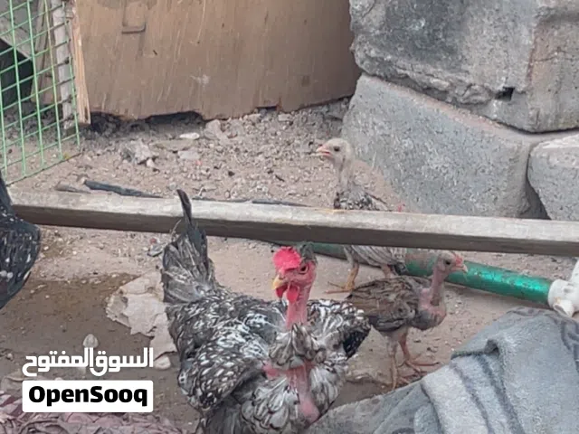 دجاج عرب وابو ركيبه