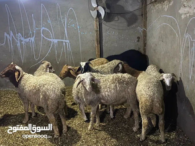 خرفان بلدى وبرقى تربية بيتى جودة عالية وسن صغير وتصافى محترمة جداً والتجربة خير دليل