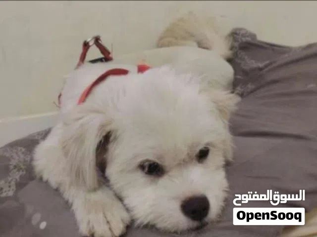 كلب للبيع مالتيز