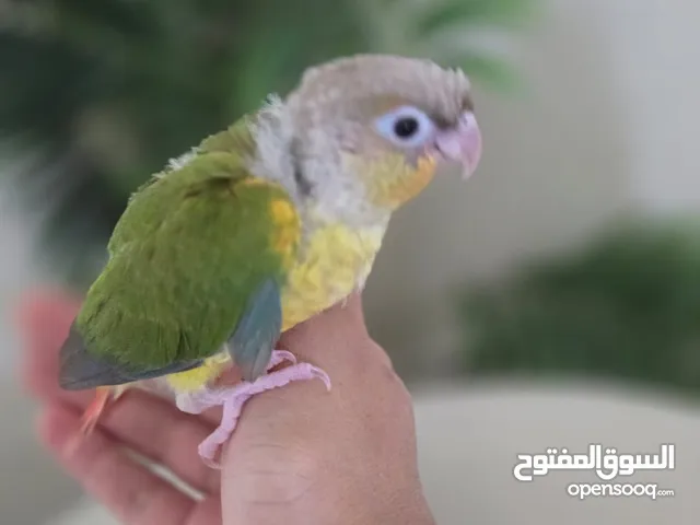 فرخ كنيور باينابل أليف اقرا الوصف
