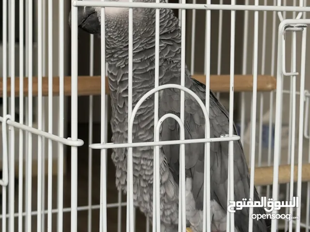 كاسكو افريقي للبيع