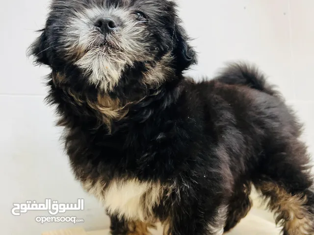 Purebred Black Female Maltese Puppy – Rare, Playful & Adorable Companion