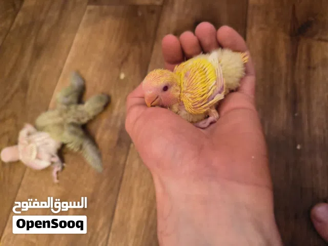السلام عليكم ورحمه الله وبركاته