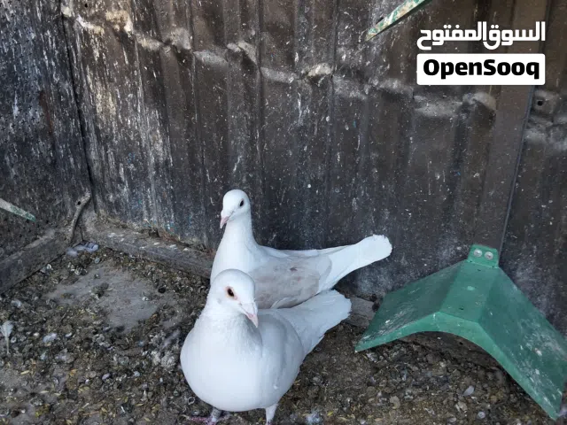 حمام زاجل اوروبي نخب النخب ( اقرا الوصف)