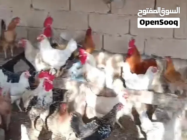 دجاج عماني بياص