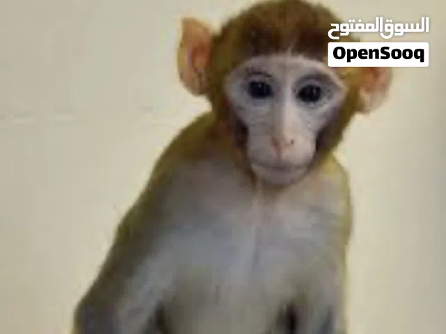 مطلوب قرد اي نوعيه اليف او عمر صغير