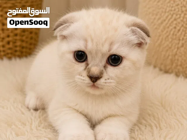 هملايا مكس ويا سكوتش فولد
