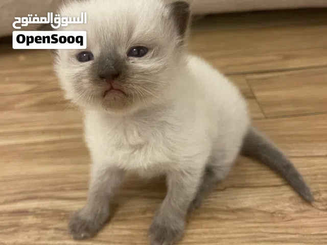 قطط هملايا للبيع