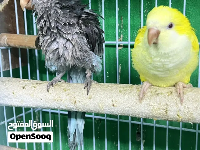 زوج كويكر للبيع