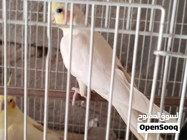 كوكتيلات 3 مثل ماواضحات مالات بيت وخشنات لتك