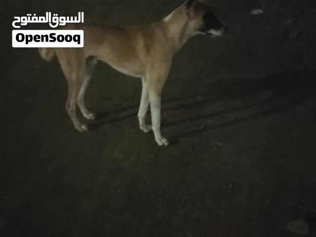 كلاب حراسه كبير وضخم جسديا للبيع او البدل