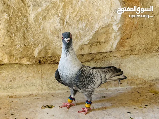 جوزين ابواز مستوى جميل وفحل قرقاطي وفحل نوري قراقطه وفحل بوز للبيع حمامات انظاف