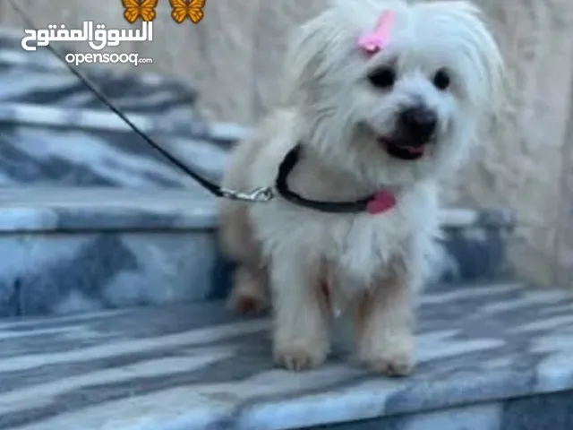 السلام عليكم كلب زينه انثى مالطي اليفه جداً جداً ولعوبه