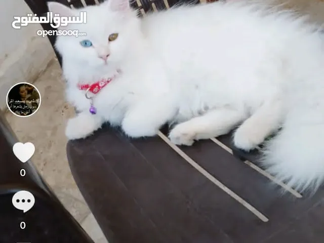 للبيع قطه شيرازي تركيه عيون ملونه كل عين شكل عمرها 8 اشهر خلف قبل شهر جابت قطه بلصلاه على النبي