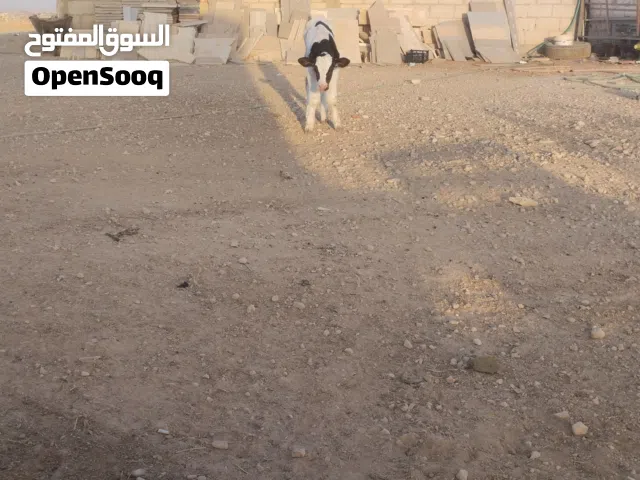 عجول مفطومه للبيع