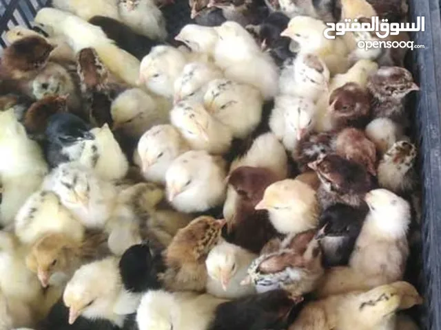 صيصان دجاج فرنسي الحجم الكبير الطلب بالحجز المسبق