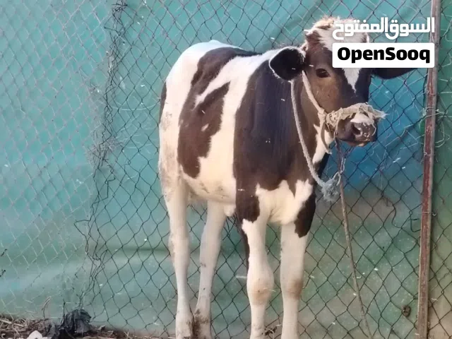 السلام عليكم بكر للبيع هولنديه.....................................................................