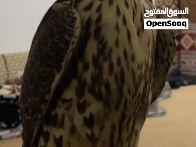 للبيع تبع جير على سوم