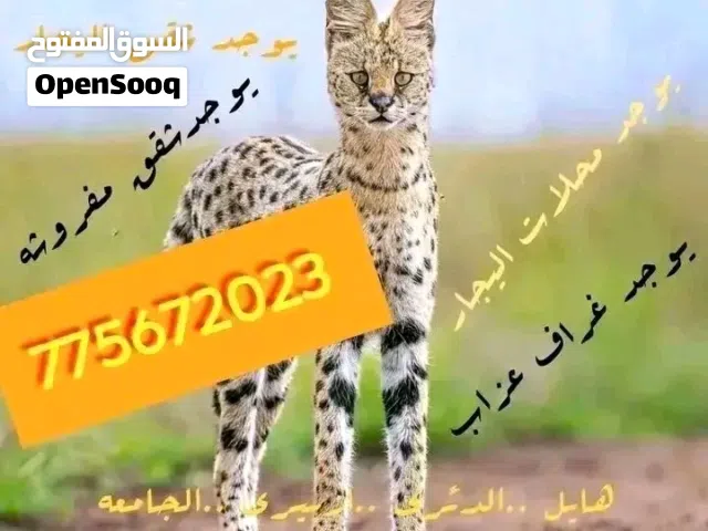 يوجد فتحاااات لليجااار في هائل الدئري ازبيري ارباط