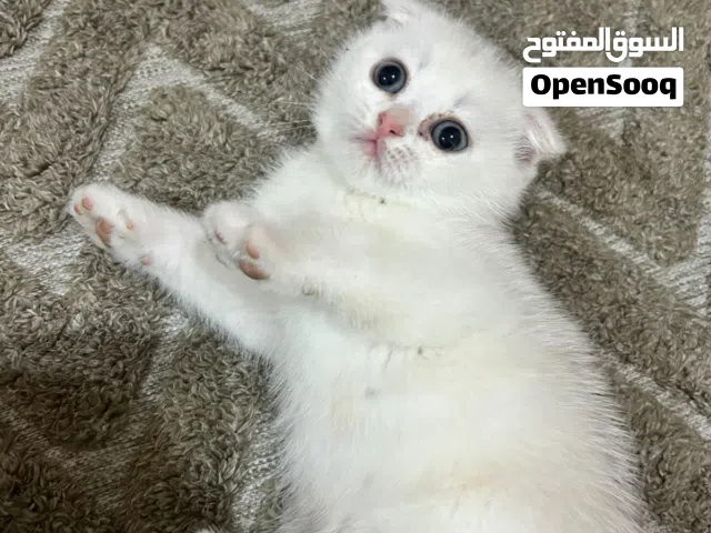 سكوتش فولد ذكورومتعودين على لتر بوكس وبياكلوا دراي فود وويت فود العمر 50يوم
