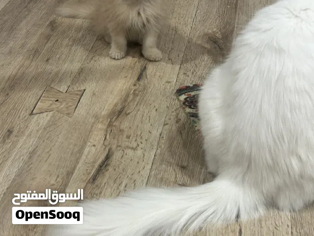 قط شيرازي بني ذكر العمر شهرين ونص