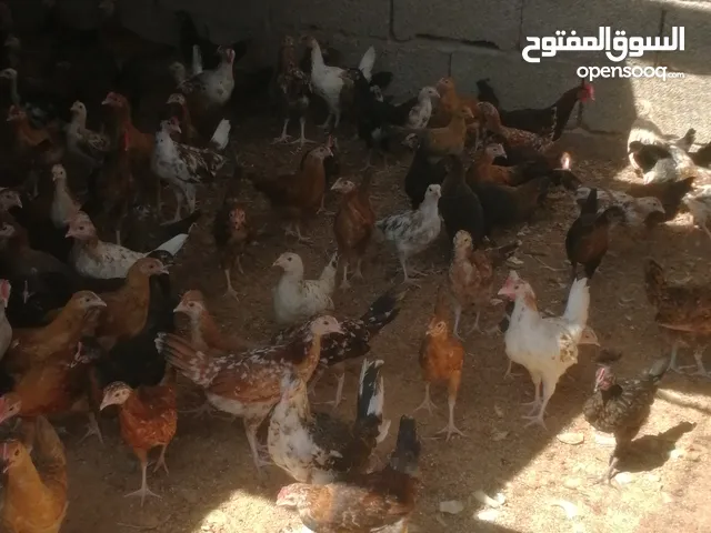 350فلوس عربي اغلب زهري وعتوقه اكتر