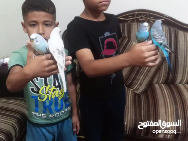 متاح جوزين حب شغلات 100/100 او اليفات بسعر حرق حرق للبيع اقرء الوصف