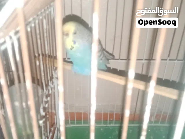 انثى بادجى شغاله +خبره فى الإفراخ