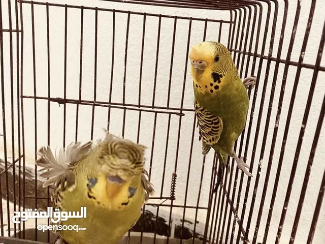 متاح دكر وانتى بقلينو دكر هوقو وانتى مشوشه متوفر ريش