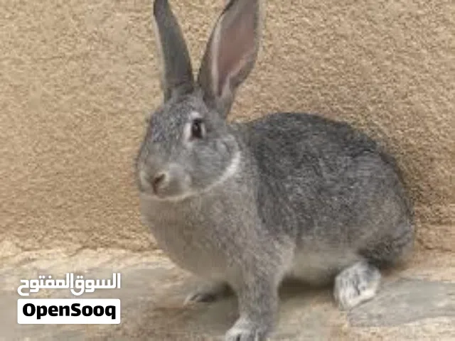 ذكر أرنب للبيع