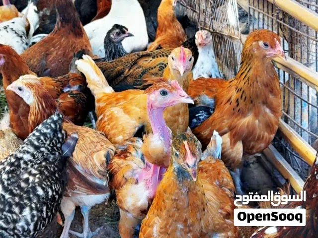 عتاتيق للبيع جملة