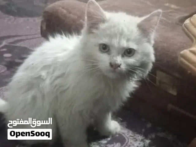 قطه شيرازي انثى صغيره