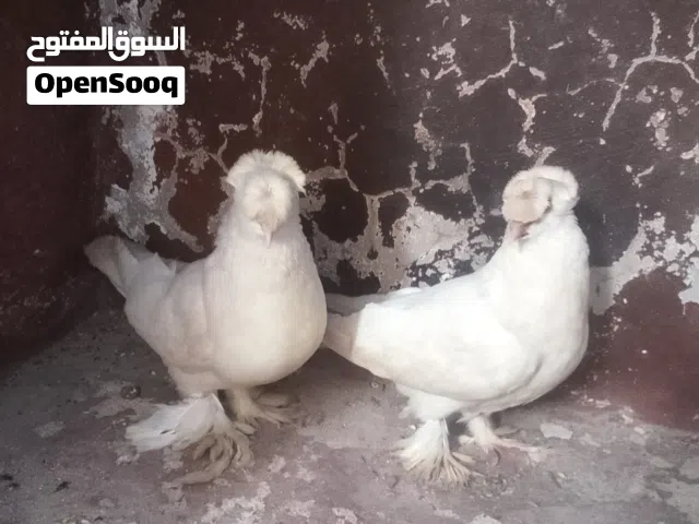 جوز عداد عراقي جاهز مضمون السعر بالوصف