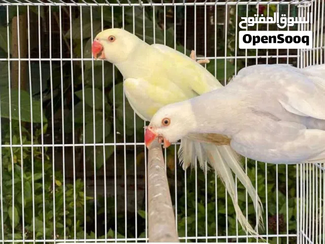 للبيع بغبغاء دره ملونات محلي