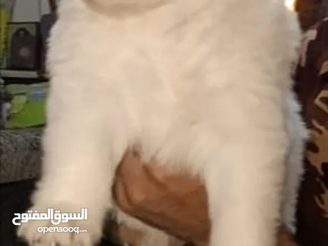 كلب جيرمن شيبرد
