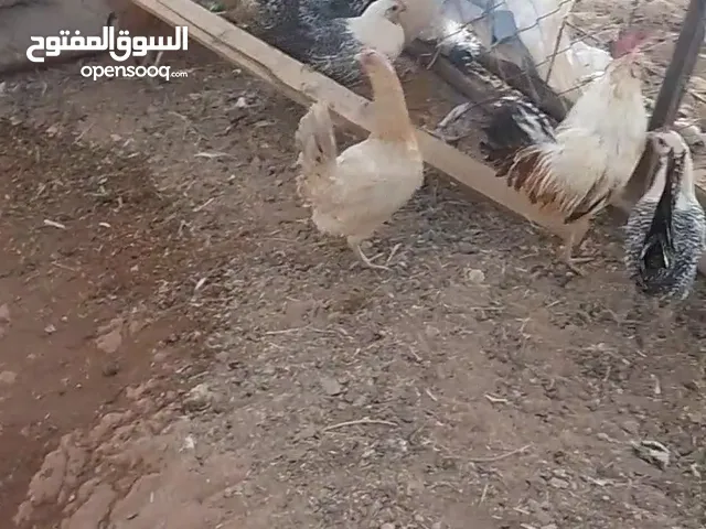 دجاج بلدي وفيومي والديك
