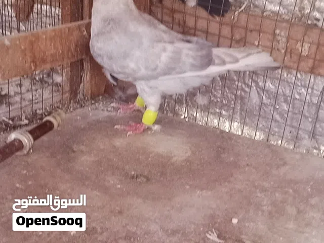 منافيخ قلم انجليزية زرقه فرخ انجليزيه ذباني قراقطه  مسوده سوده