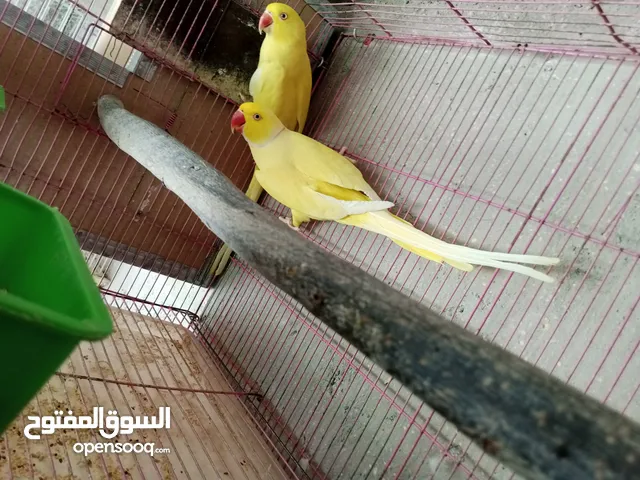 جواز دره نخب شغاله
