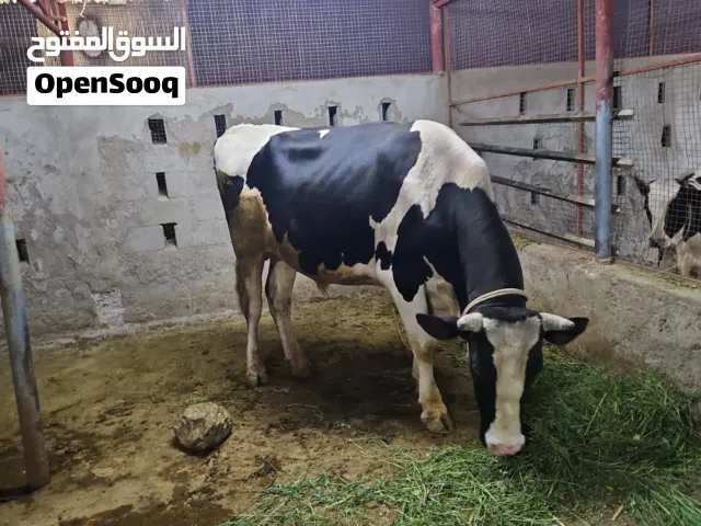 ثور هولندي ضخم للبيع