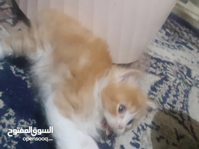 عدد 2 قطه للبيع عمر 45 يوم الاب سكوتش فولد والام شيراز متعودين علي التر بوكس