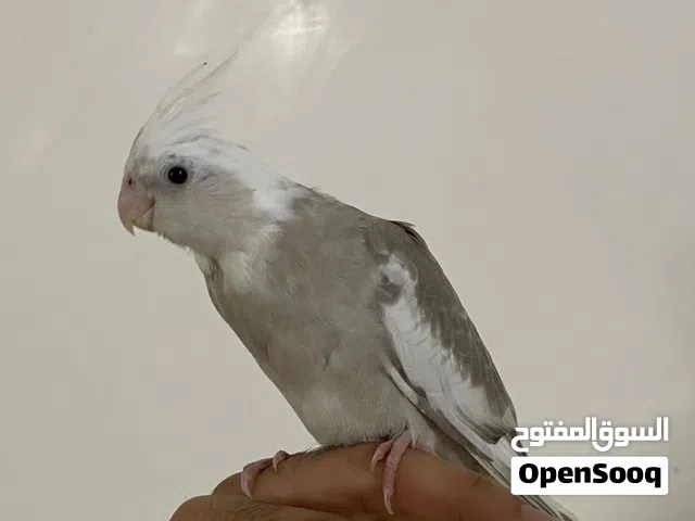 فرخ كوكتيل اليف جدا طيران حر داخلي