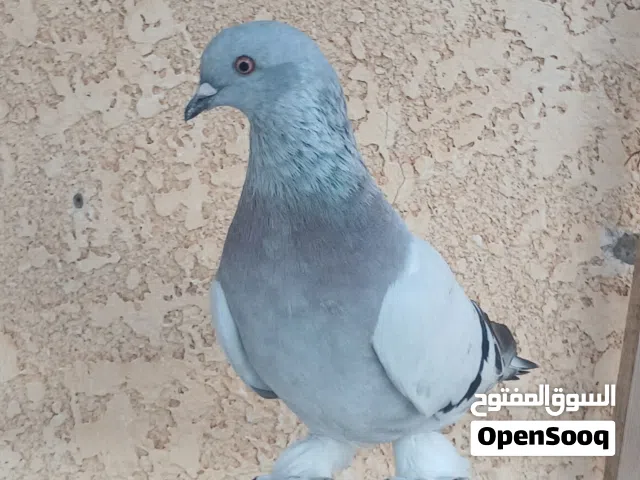 متاح دكر تاكلة علي 3 ريشات