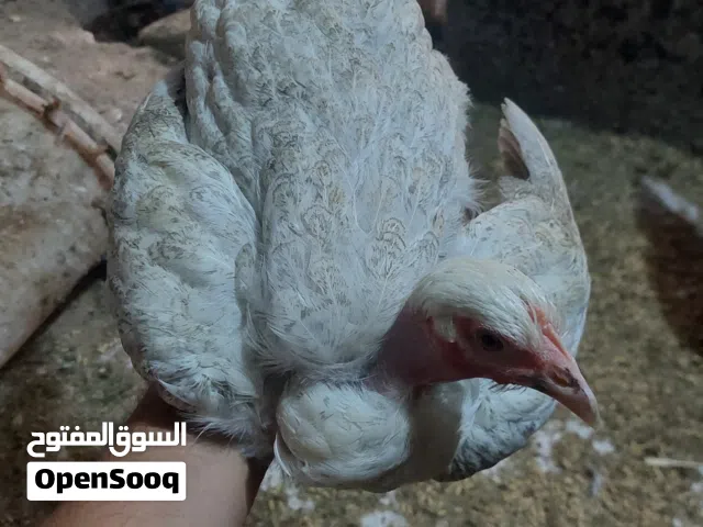 للبيع 6  دجاجات ام ركبيه