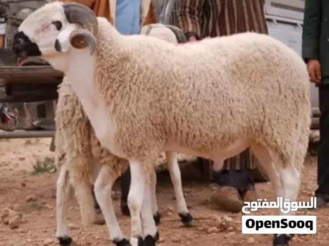 جزار موجود في طرابلس